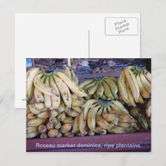 熟したオオバコ。 ポストカード (正面/裏面)