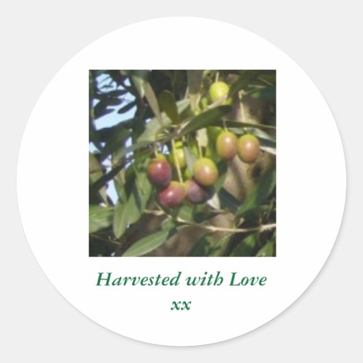 熟したオリーブ ラウンドシール (正面)