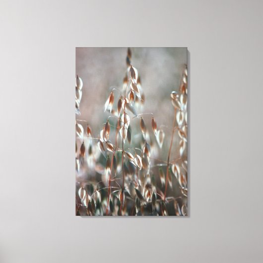 熟したオート麦(Avena Sativa)クローズアップ。ボランド・セレス キャンバスプリント (正面)