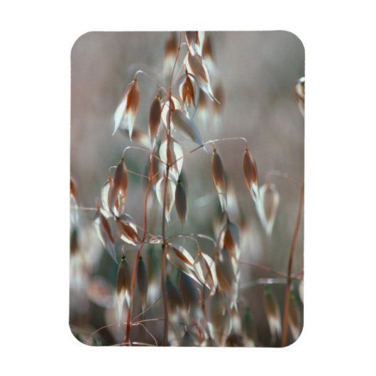 熟したオート麦(Avena Sativa)クローズアップ。ボランド・セレス マグネット (縦)