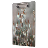 熟したオート（アベナ·サチバ）が近くに来る。ボラン·セレス クリップボード (左)