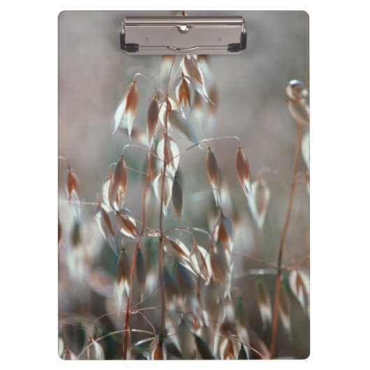 熟したオート（アベナ·サチバ）が近くに来る。ボラン·セレス クリップボード (正面)