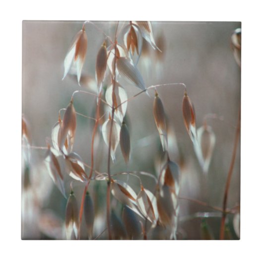 熟したオート（アベナ·サチバ）が近くに来る。ボラン·セレス タイル (正面)