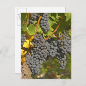 熟したメルロぶどうバンチのあるつる植物 – シャトー ポストカード (正面/裏面)
