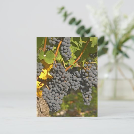 熟したメルロぶどうバンチのあるつる植物 – シャトー ポストカード (スタンド正面)