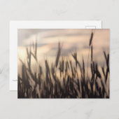 熟したライ麦の夕焼け写真 ポストカード (正面/裏面)