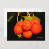 熟した未開のイチゴの木の果実 ポストカード (正面/裏面)