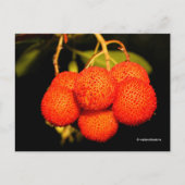 熟した未開のイチゴの木の果実 ポストカード (正面)