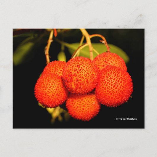 熟した未開のイチゴの木の果実 ポストカード (正面)