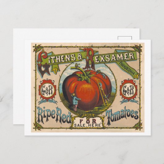 熟した赤いトマトのヴィンテージ広告 ポストカード (正面/裏面)
