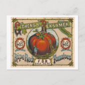 熟した赤いトマトのヴィンテージ広告 ポストカード (正面)