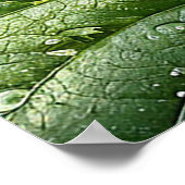 熟した赤いラズベリー ポスター (角)