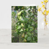 熟すナシ カード (黄色い花)