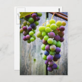 熟成ぶどう ポストカード (正面/裏面)