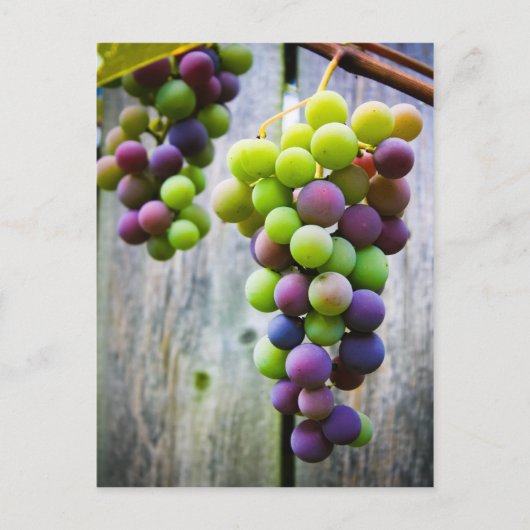 熟成ぶどう ポストカード (正面)