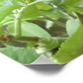 熟成エルダーベリープリント ポスター (角)