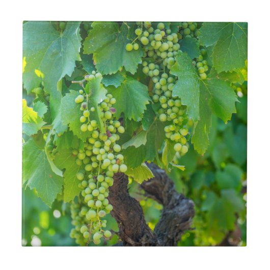 熟成中のブドウの閉鎖 タイル (正面)