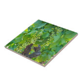 熟成中のブドウの閉鎖 タイル (側面)