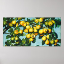 熟成梨 – ジョセフ・デッカーファインアートポスター