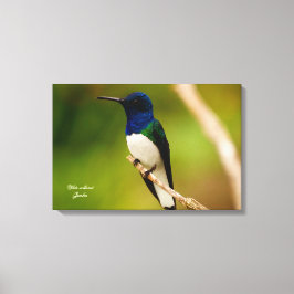 熟考の色 キャンバスプリント