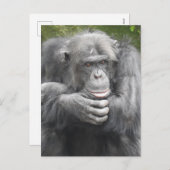 熟考チンパンジー シーズンポストカード (正面/裏面)