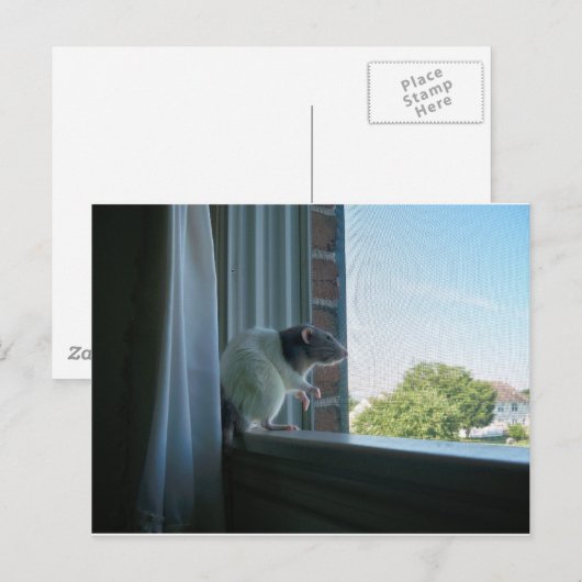 熟考ネズミ ポストカード (正面/裏面)