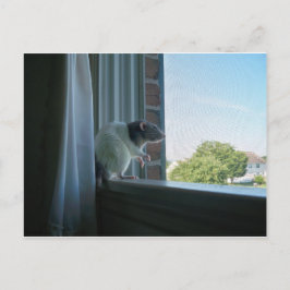 熟考ネズミ ポストカード