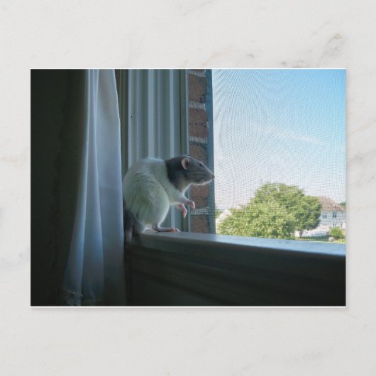 熟考ネズミ ポストカード (正面)