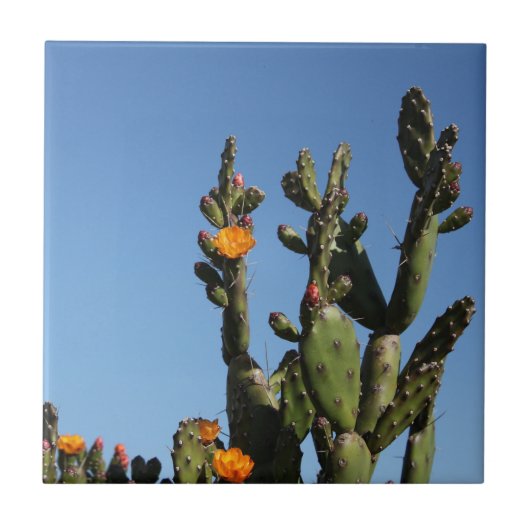 熱いアフリカ砂漠サボテンの植物とげのある梨の花 タイル (正面)