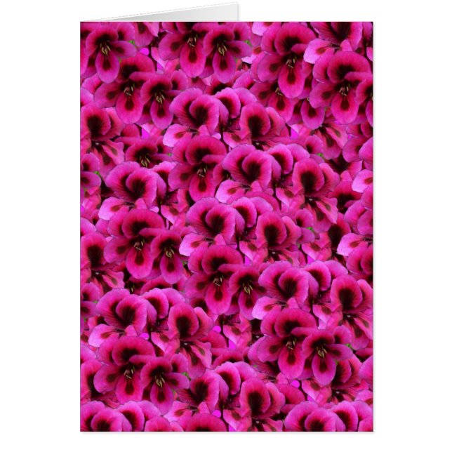 熱いマゼンタのゼラニウム色の花、 (正面)