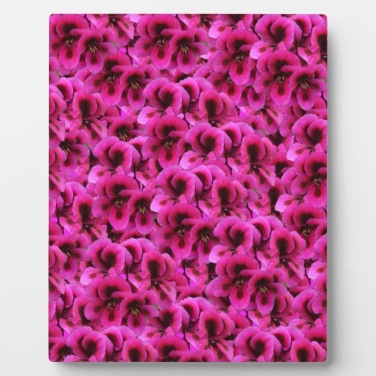 熱いマゼンタのゼラニウム色の花、 フォトプラーク (正面)