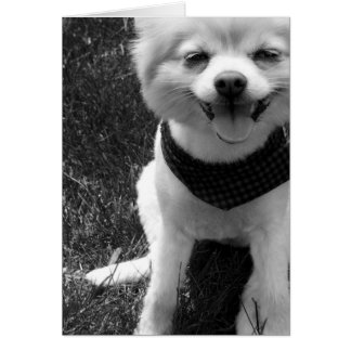 熱い夏の小犬の日
