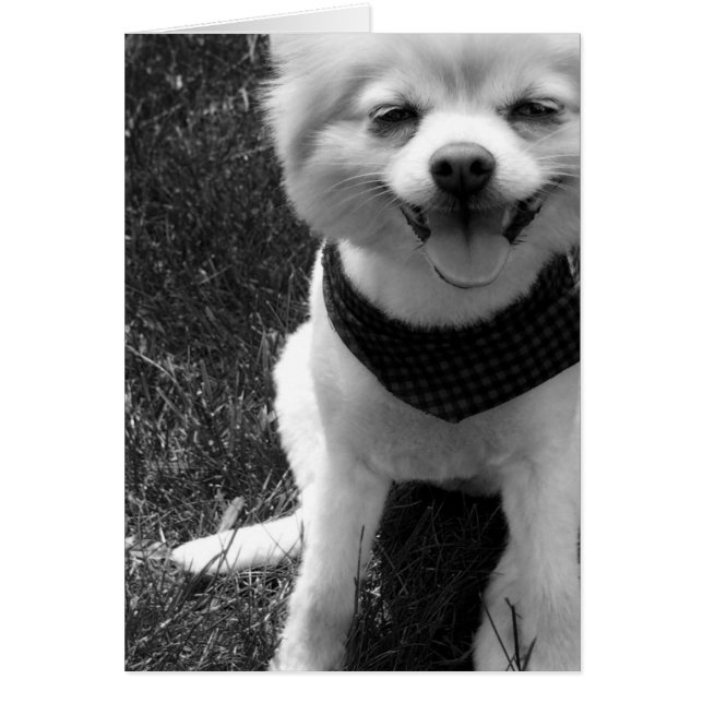熱い夏の小犬の日 (正面)