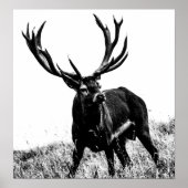 熱い鹿 ポスター (正面)