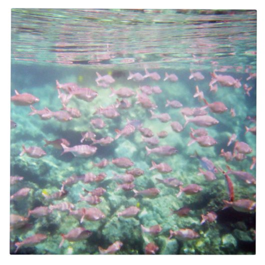 熱かわいらし帯魚陶板 タイル (正面)