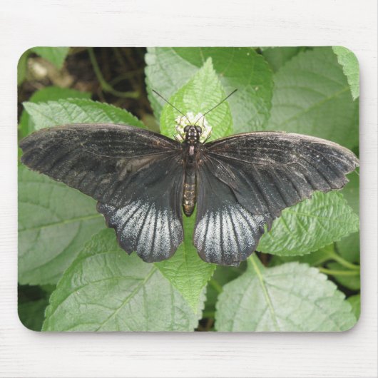 熱帯かわいらし蝶と花のマウスパッド マウスパッド (正面)
