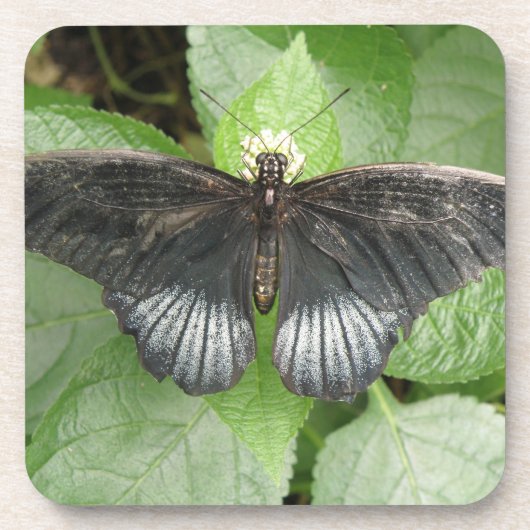 熱帯かわいらし蝶と花コルクコースター コースター (正面)