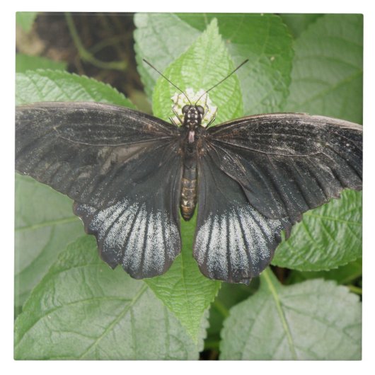 熱帯かわいらし蝶と花タイル タイル (正面)