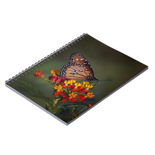 熱帯のヒノキに生息する蝶クイーン ノートブック (左側)