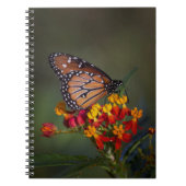 熱帯のヒノキに生息する蝶クイーン ノートブック (正面)