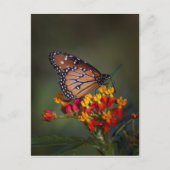 熱帯のヒノキに生息する蝶クイーン ポストカード (正面)