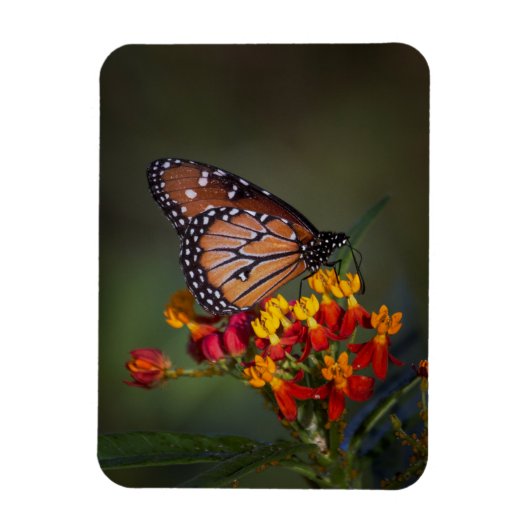 熱帯のヒノキの女王 マグネット (縦)