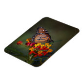 熱帯のヒノキの女王 マグネット (左側)