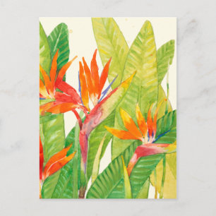 熱帯の花 Bird of Paradise ポストカード