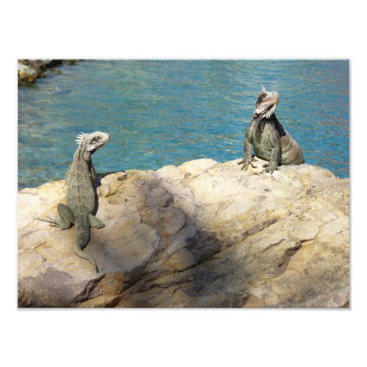 熱帯の野生生物写真:2匹のイグアナ フォトプリント (正面)