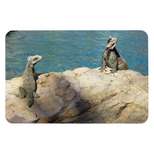 熱帯の野生生物写真:2匹のイグアナ マグネット (横)