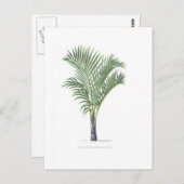 熱帯やしコレクション-イメージ3 ポストカード (正面/裏面)