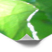 熱帯アジサイの木 ポスター (角)