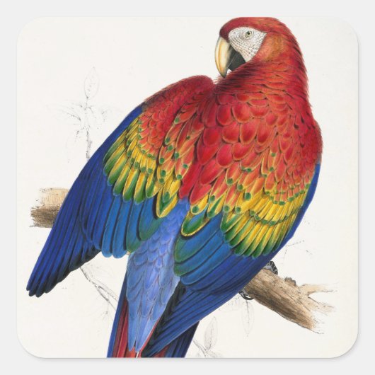 熱帯オウムのステッカー スクエアシール (正面)