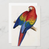 熱帯オウム招待状 招待状 (正面/裏面)